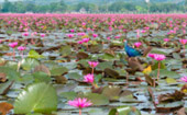 Lake and Culture ตรัง พัทลุง Lake and Culture ตรัง พัทลุง