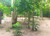 เร่ร่อน 4 จังหวัด นครศรีธรรมราช กระบี่ พัทลุง ตรัง