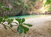Day Trip: หมู่เกาะแหวน ทะเลตรัง เช้าเย็นกลับ Day Trip: หมู่เกาะแหวน ทะเลตรัง เช้าเย็นกลับ