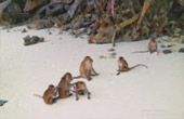 เกาะพีพี Private Group โดยเรือหางยาว จากเกาะยาว เช้าเย็นกลับ เกาะพีพี Private Group โดยเรือหางยาว จากเกาะยาว เช้าเย็นกลับ