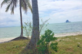 The Island Sapiens: เกาะยาวใหญ่ 1 วัน The Island Sapiens: เกาะยาวใหญ่ 1 วัน